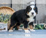 Small Photo #26 Bernese Mountain Dog Puppy For Sale in SHREVE, OH, USA