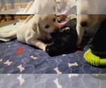 Small Photo #5 Labrador Retriever Puppy For Sale in MUKWONAGO, WI, USA