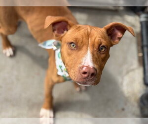 Mutt Dogs for adoption in Tulsa, OK, USA