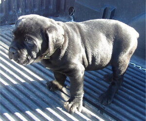 Cane Corso Puppy for sale in ABERDEEN, ID, USA