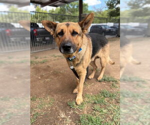 German Shepherd Dog Dogs for adoption in Riverside, CA, USA