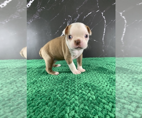 Medium Photo #34 Boston Terrier Puppy For Sale in TULARE, CA, USA