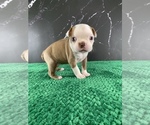 Small #33 Boston Terrier