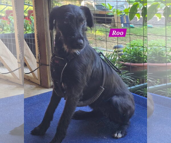 Medium Photo #4 Labrador Retriever-Unknown Mix Puppy For Sale in Alexander, AR, USA