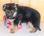 Small Photo #5 German Shepherd Dog Puppy For Sale in FREDERICKSBURG, OH, USA