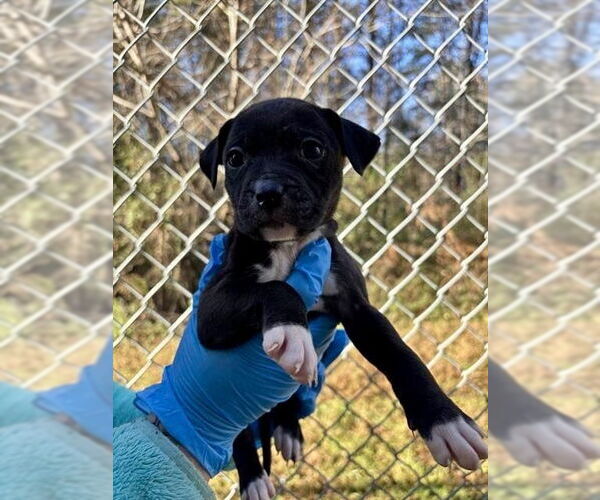 Medium Photo #5 Mutt Puppy For Sale in Mooresville, NC, USA