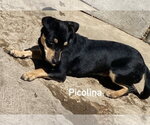 Small #5 Chiweenie