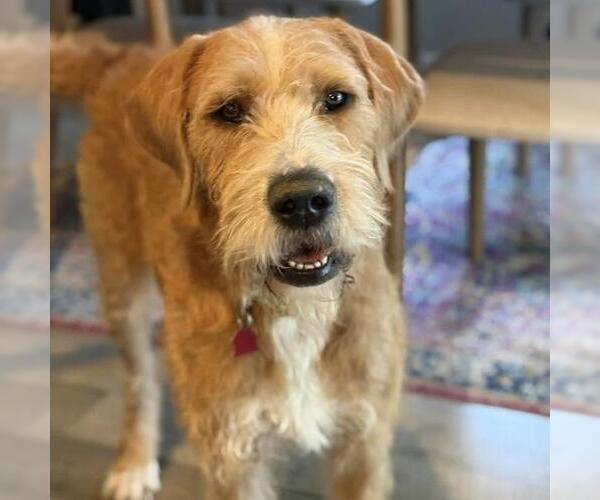 Medium Photo #2 Miniature Labradoodle Puppy For Sale in San Diego, CA, USA