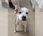 Small #1 Boxer Mix