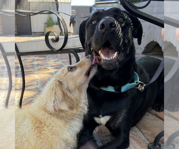 Medium Photo #4 Mutt Puppy For Sale in Oceanside, CA, USA