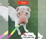 Small Photo #4 Chinese Shar-Pei Puppy For Sale in West Hollywood, CA, USA
