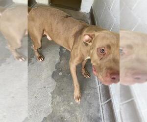 Mutt Dogs for adoption in Sanford, FL, USA