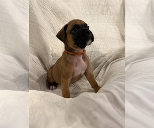 Medium Boxer