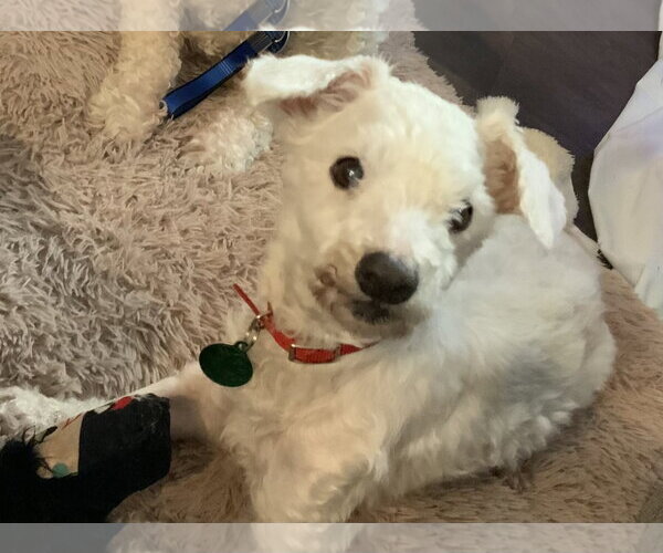 Medium Photo #23 Bichon Frise-Unknown Mix Puppy For Sale in Rootstown, OH, USA