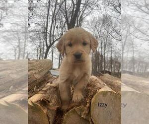 Golden Retriever Dog for Adoption in HARRISONBURG, Virginia USA