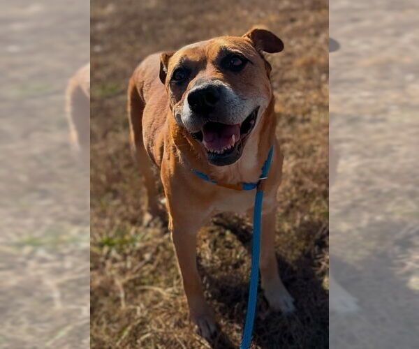 Medium Photo #5 Labrador Retriever-Mountain Cur Mix Puppy For Sale in Caribou, ME, USA