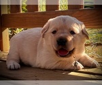 Image preview for Ad Listing. Nickname: Taurus