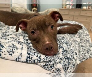 American Pit Bull Terrier-Unknown Mix Dogs for adoption in Binghamton, NY, USA