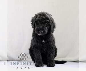 Goldendoodle Puppy for sale in RONKS, PA, USA