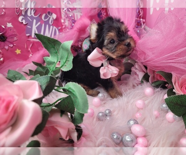 Medium Photo #5 Yorkshire Terrier Puppy For Sale in HARKER HEIGHTS, TX, USA
