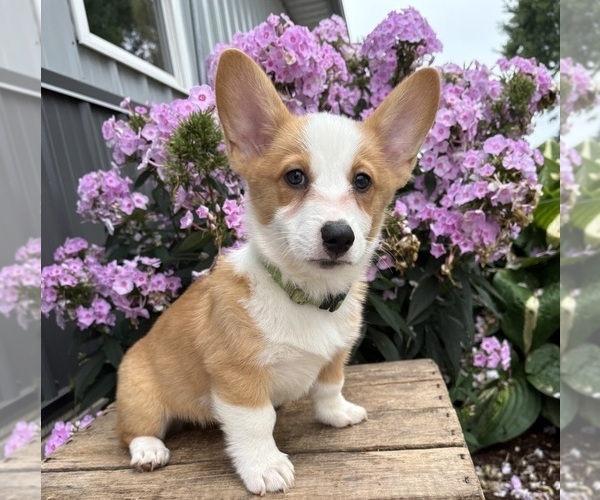 Medium Photo #3 Pembroke Welsh Corgi Puppy For Sale in MIDDLEBURY, IN, USA