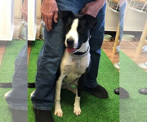 Cookie - Female Collie-Labrador Retriever Mix Dog for Adoption - Photo #4