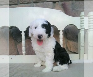 Old English Sheepdog-Poodle (Miniature) Mix Puppy for sale in FREDERICKSBG, OH, USA