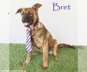 Holland Shepherd-Unknown Mix Dogs for adoption in San Diego, CA, USA