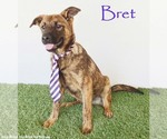 Small Holland Shepherd Mix