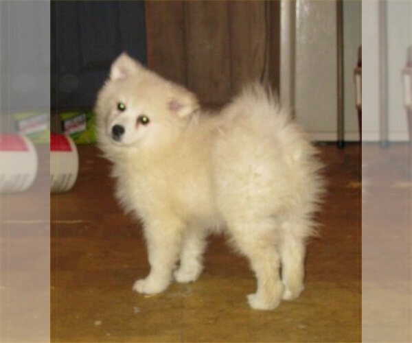 Medium Photo #1 American Eskimo Dog Puppy For Sale in CAMPBELL, MN, USA