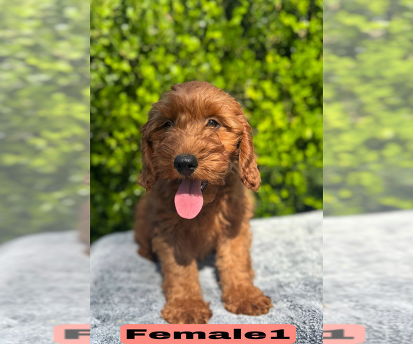 Medium Photo #2 Goldendoodle (Miniature) Puppy For Sale in BAKERSFIELD, CA, USA