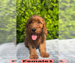 Small #1 Goldendoodle (Miniature)