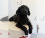 Small #3 Colonial Cocker Spaniel-Poodle (Miniature) Mix