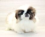 Small Photo #2 Pekingese Puppy For Sale in LAS VEGAS, NV, USA