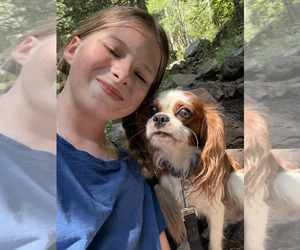 Mother of the Cavalier King Charles Spaniel puppies born on 07/21/2025