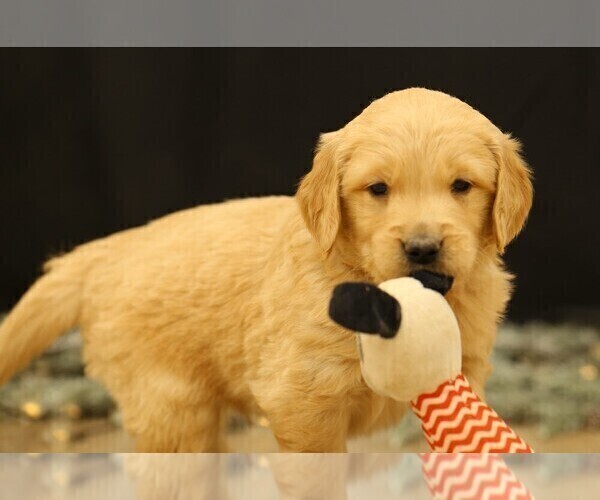 Medium Photo #2 Golden Retriever Puppy For Sale in CAMBRIDGE SPRINGS, PA, USA
