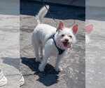 Small #1 Mutt