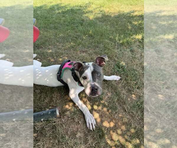 Medium Photo #1 American Pit Bull Terrier-Unknown Mix Puppy For Sale in Martinsburg, WV, USA