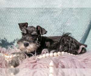 Medium Schnauzer (Miniature)