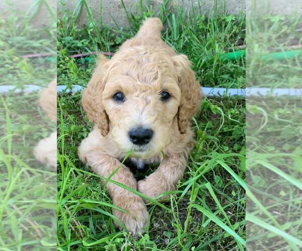 Medium Photo #8 Poodle (Standard) Puppy For Sale in STEPHENVILLE, TX, USA