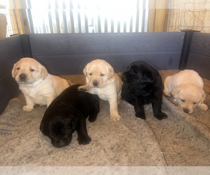Labrador Retriever Puppy for sale in BRISTOL, VA, USA