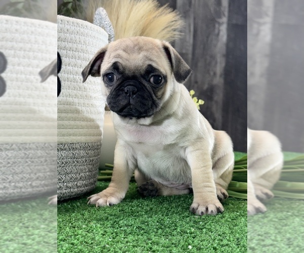 Medium Photo #3 Pug Puppy For Sale in CANOGA, NY, USA
