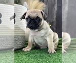 Small #2 Pug