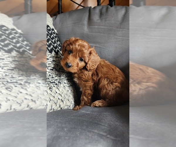 Medium Photo #2 Cavapoo (Miniature) Puppy For Sale in GREENWOOD, WI, USA