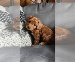 Small #1 Cavapoo (Miniature)