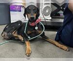Small Doberman Pinscher