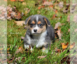 Welsh Cardigan Corgi Puppy for sale in VINCENT, OH, USA