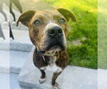Small #6 American Pit Bull Terrier Mix
