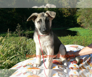 German Shepherd Dog Puppy for Sale in PIEDMONT, Missouri USA