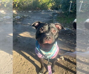 American Pit Bull Terrier-Unknown Mix Dogs for adoption in Dana Point, CA, USA